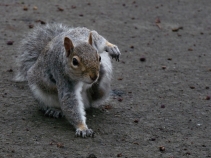 Friendly Squirrel 5